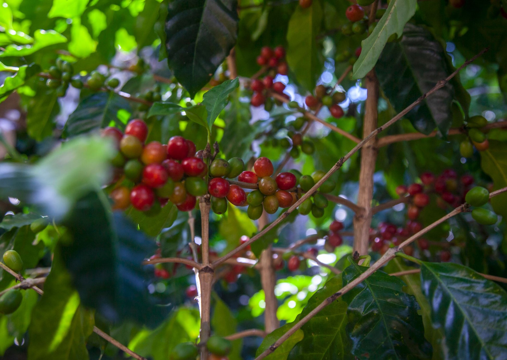 Farmers' Fund - Caribbrew